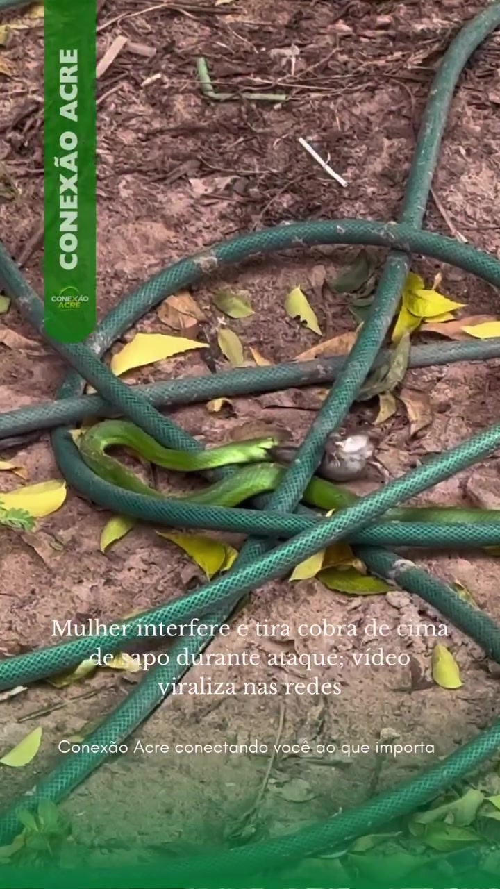 Mulher interfere e tira cobra de cima de sapo durante ataque; vídeo viraliza nas redes
